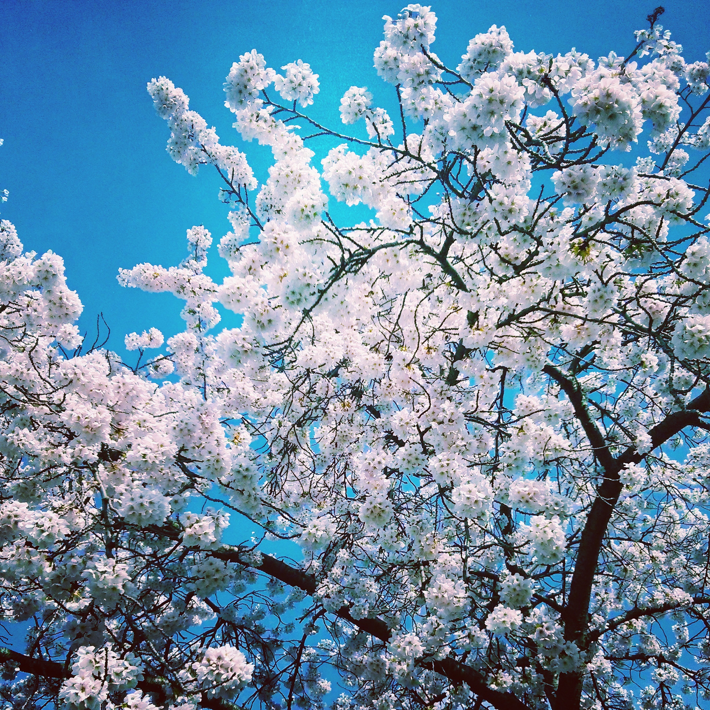 picture of cherry blossoms against a blue sky in Vancouver