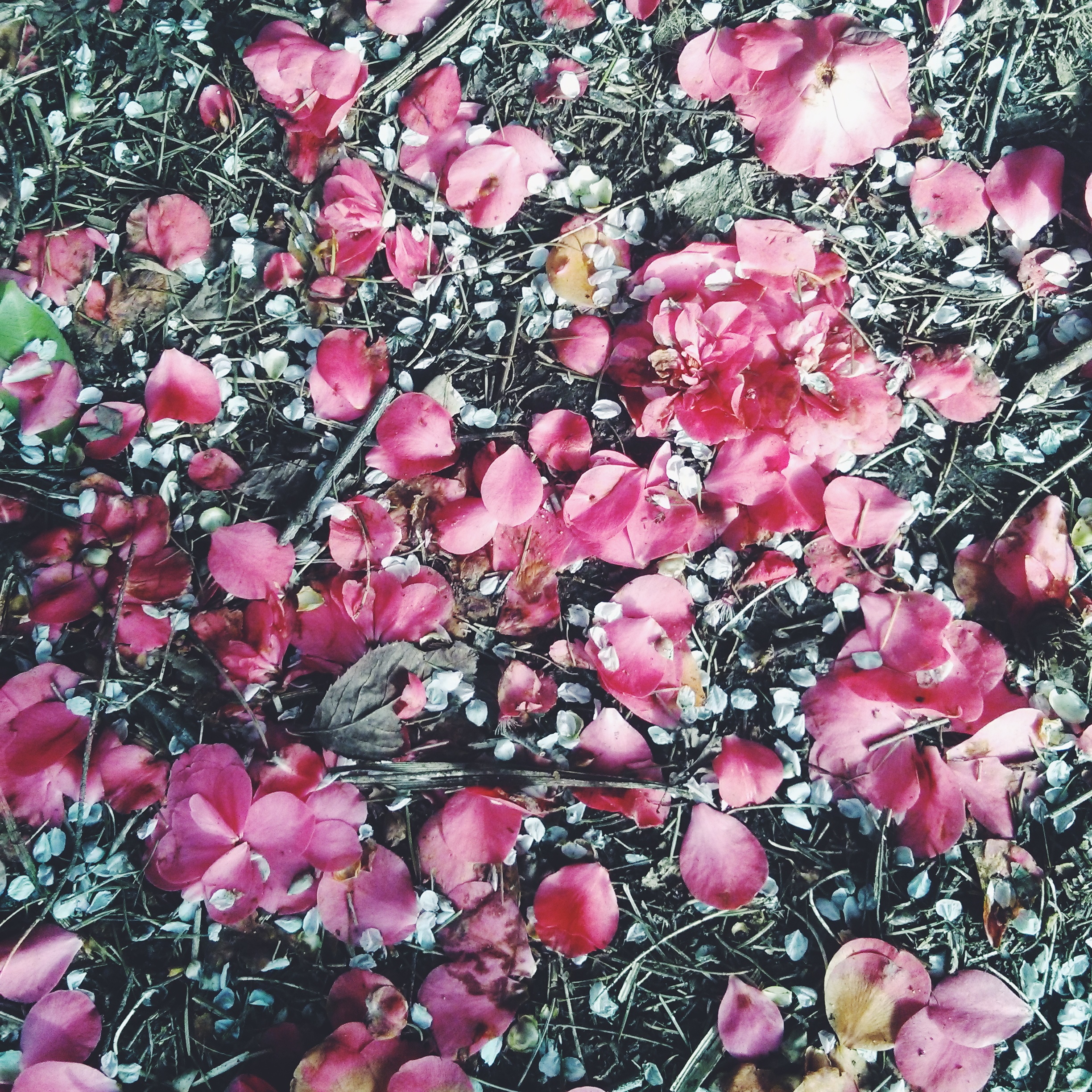 picture of pink flower petals on the ground in Vancouver